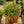Load image into Gallery viewer, Hairy Mistletoe Cactus