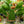 Load image into Gallery viewer, Old Mexico Pricklypear
