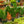 Load image into Gallery viewer, Old Mexico Pricklypear