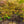 Load image into Gallery viewer, Olsens Frosted Strawberry Japanese Maple