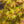 Load image into Gallery viewer, Olsens Frosted Strawberry Japanese Maple