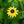 Load image into Gallery viewer, Orange Coneflower