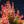 Load image into Gallery viewer, Orange Rocket Barberry