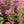 Load image into Gallery viewer, Orange Rocket Barberry