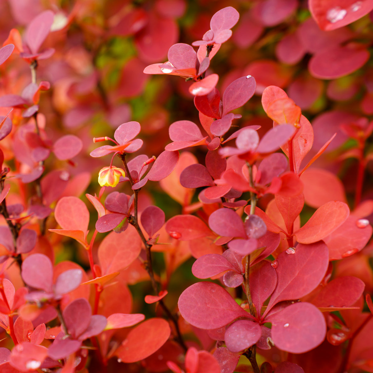 Surprising Berberis Orange Rocket Plant Pictures