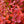 Load image into Gallery viewer, Orange Rocket Barberry
