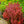 Load image into Gallery viewer, Orange Rocket Barberry