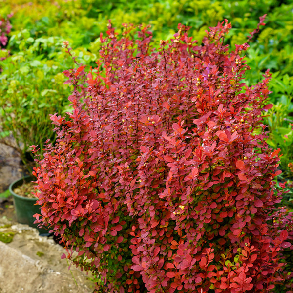 Orange Rocket Barberry