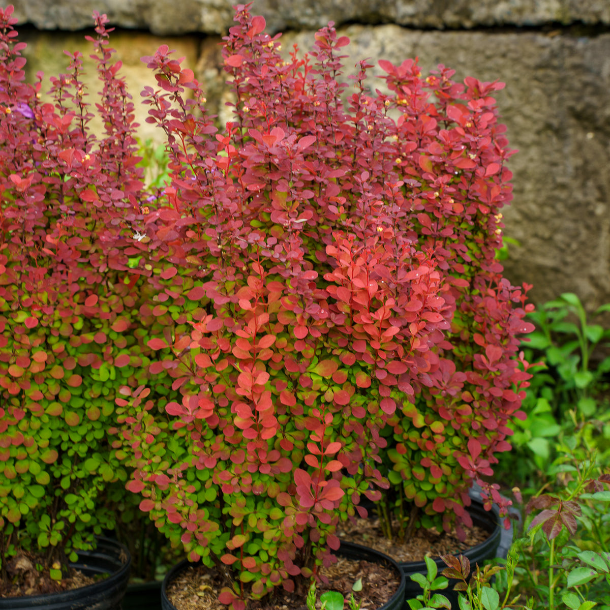 berberis orange rocket plant Orange Rocket Barberry – Plant Detectives