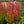 Load image into Gallery viewer, Orange Rocket Barberry