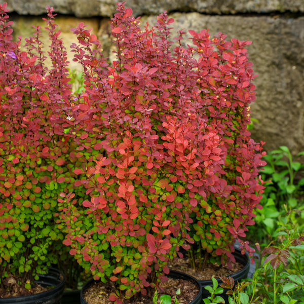 Orange Rocket Barberry