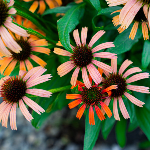 Orange Skipper Coneflower