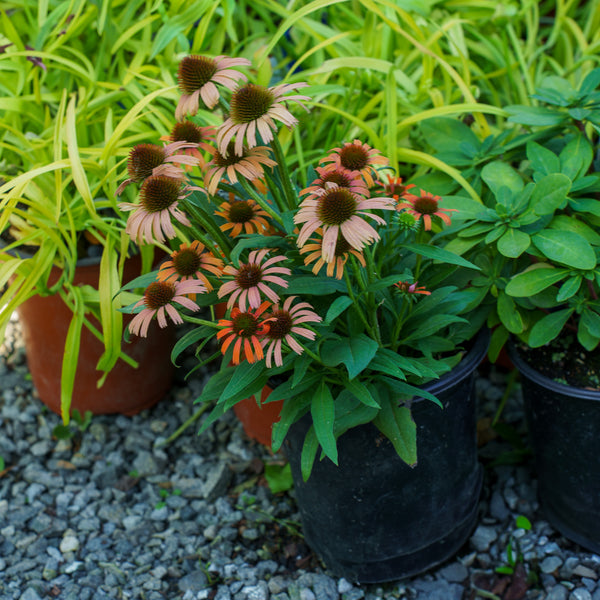 Orange Skipper Coneflower