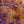 Load image into Gallery viewer, Orangeola Japanese Maple - Japanese Maple - Japanese Maples