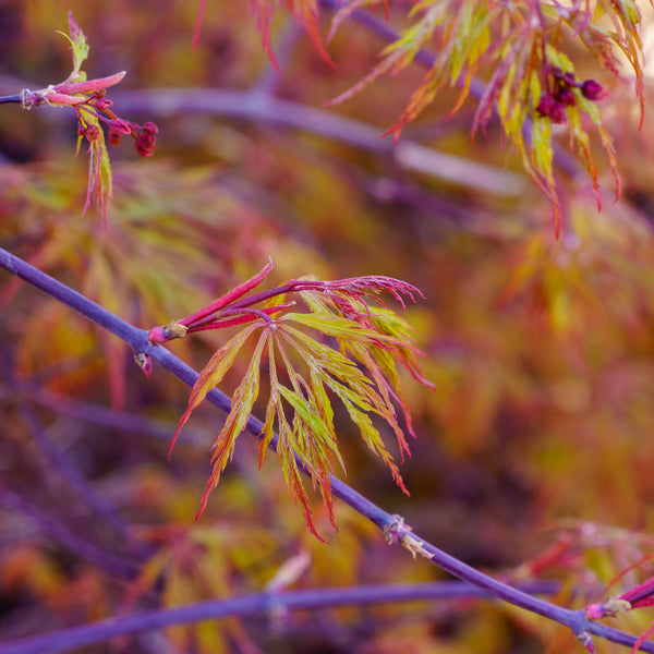 Orangeola Japanese Maple - Japanese Maple - Japanese Maples