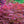 Load image into Gallery viewer, Orangeola Japanese Maple - Japanese Maple - Japanese Maples