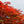 Load image into Gallery viewer, Orangeola Japanese Maple - Japanese Maple - Japanese Maples