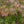 Load image into Gallery viewer, Orangeola Japanese Maple