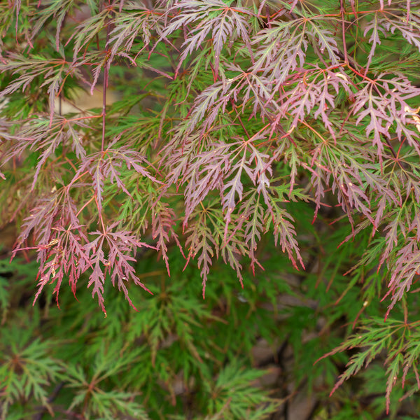 Orangeola Japanese Maple