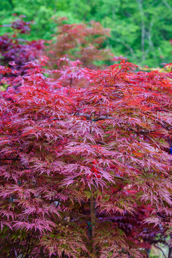 Orangeola Japanese Maple - Japanese Maple - Japanese Maples