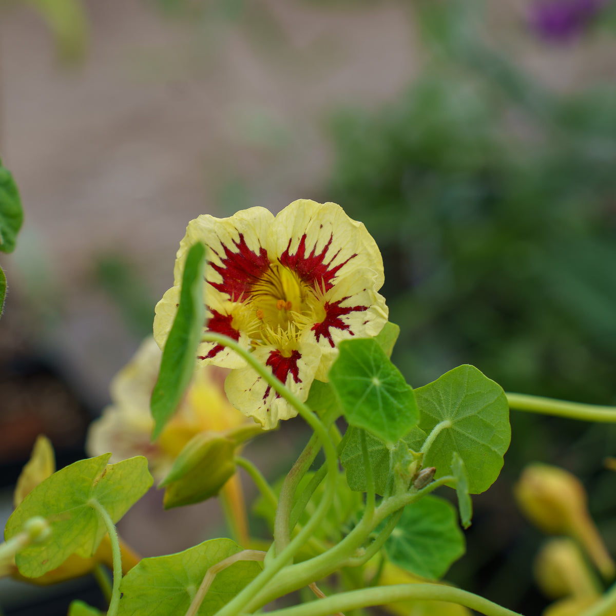 cream plant Orchid Cream Nasturtium – Plant Detectives