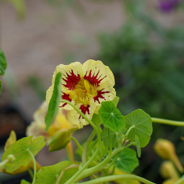 Orchid Cream Nasturtium