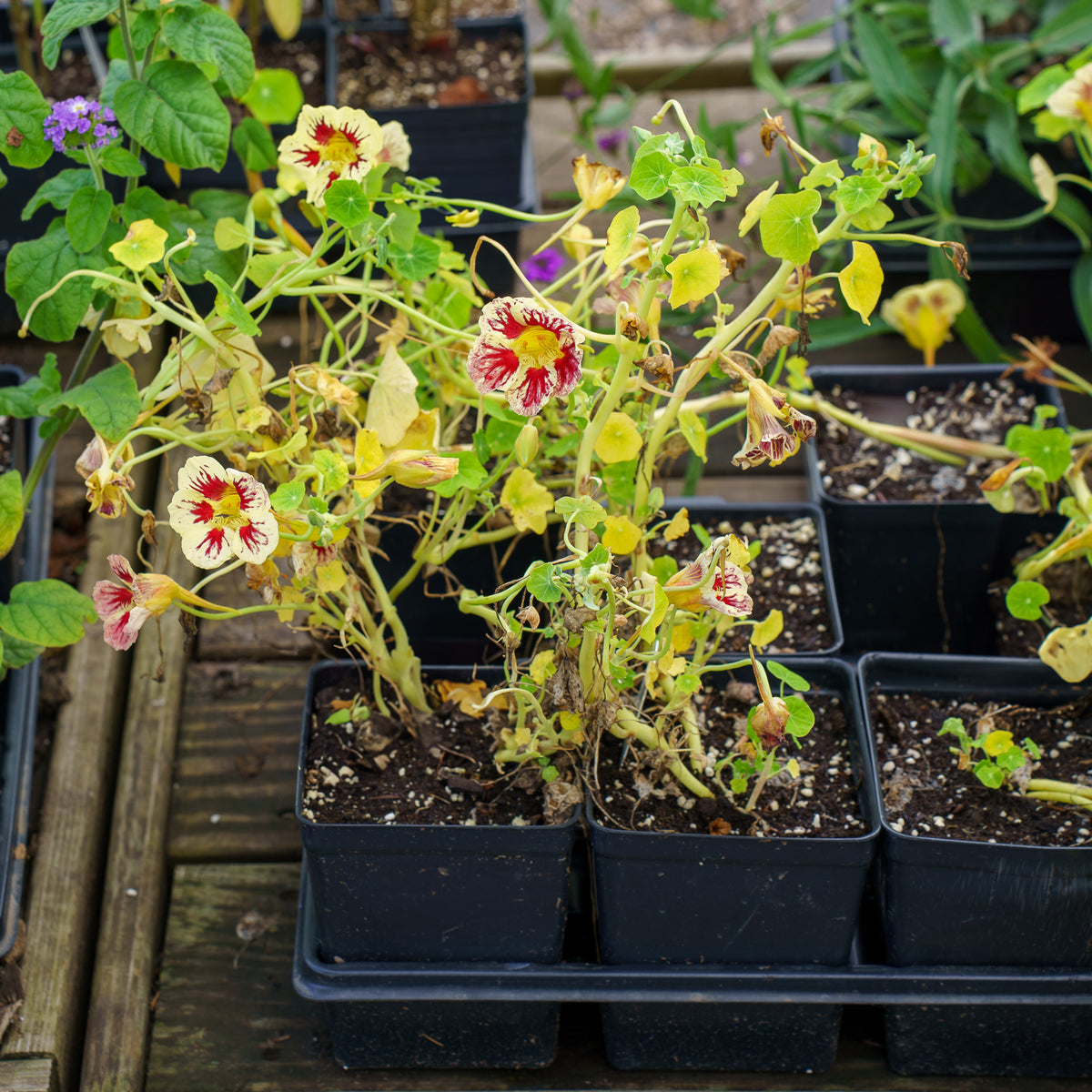 Orchid Cream Nasturtium – Plant Detectives