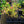 Load image into Gallery viewer, Orchid Cream Nasturtium