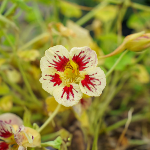 Orchid Cream Nasturtium