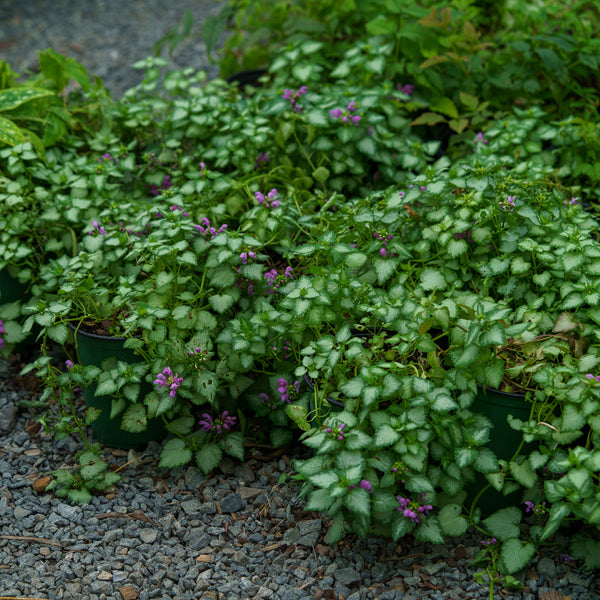 Orchid Frost Lamium