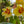 Load image into Gallery viewer, Weekly Orchid Mix