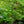 Load image into Gallery viewer, Oregon Fern Full Moon Japanese Maple - Japanese Maple - Japanese Maples