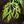 Load image into Gallery viewer, Oregon Fern Full Moon Japanese Maple - Japanese Maple - Japanese Maples
