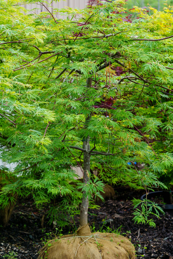 Oregon Fern Full Moon Japanese Maple - Japanese Maple - Japanese Maples