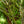 Load image into Gallery viewer, Oridono Nishiki Japanese Maple