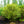 Load image into Gallery viewer, Oridono Nishiki Japanese Maple