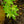 Load image into Gallery viewer, Oridono Nishiki Japanese Maple