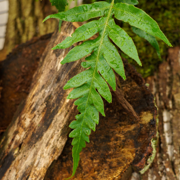 Oriental Chain Fern
