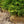 Load image into Gallery viewer, Oriental Spruce