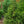 Load image into Gallery viewer, Oriental Spruce