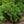 Load image into Gallery viewer, Oriental Spruce