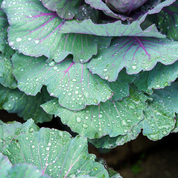 Ornamental Cabbage & Kale