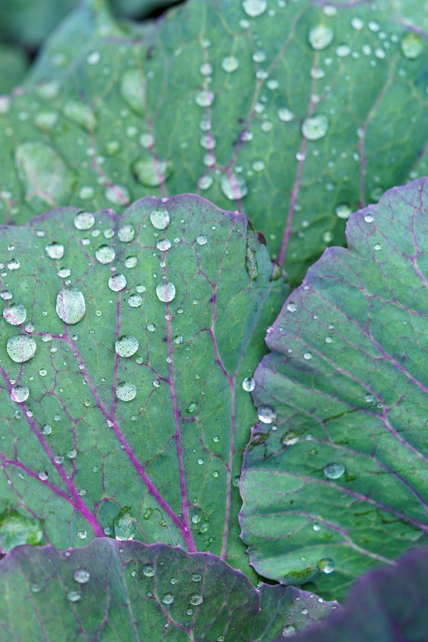 Ornamental Cabbage & Kale
