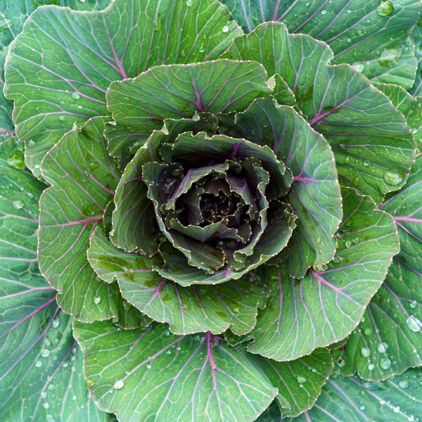 Ornamental Cabbage & Kale