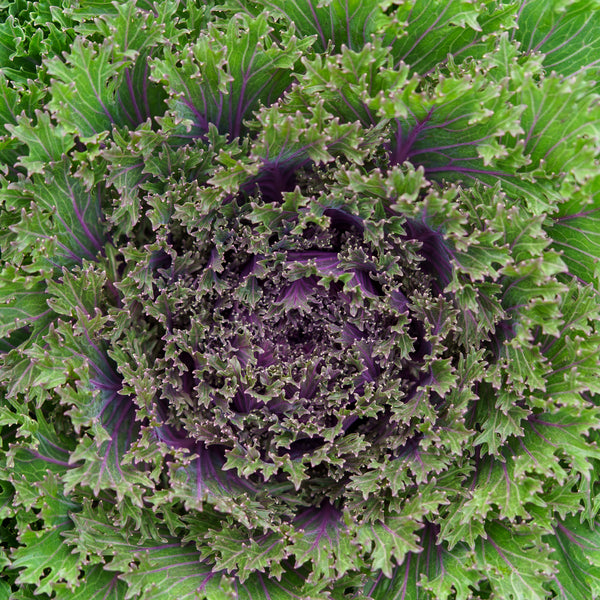 Ornamental Cabbage & Kale