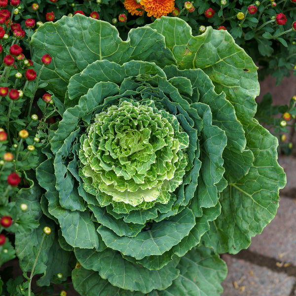 Ornamental Cabbage & Kale