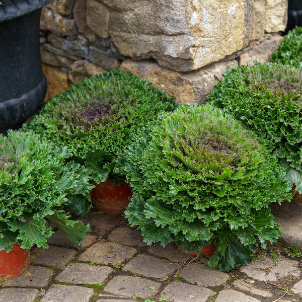 Ornamental Cabbage & Kale