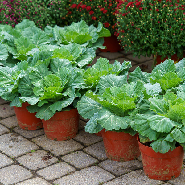 Ornamental Cabbage & Kale