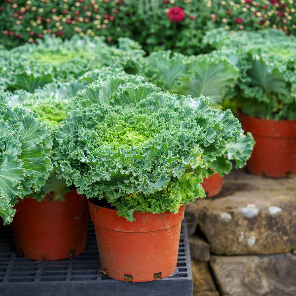 Ornamental Cabbage & Kale