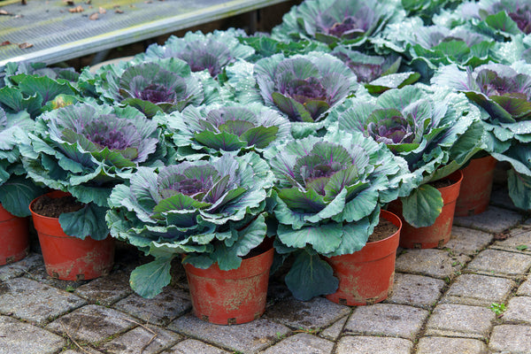 Ornamental Cabbage & Kale